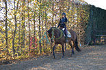 Badyhoeve is een terrein dat tot 3kinderen en hun pony's met de hond Djackson behoort.