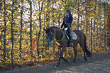Badyhoeve is een terrein dat tot 3kinderen en hun pony's met de hond Djackson behoort.