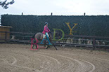 Badyhoeve is een terrein dat tot 3kinderen en hun pony's met de hond Djackson behoort.