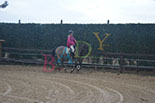 Badyhoeve is een terrein dat tot 3kinderen en hun pony's met de hond Djackson behoort.