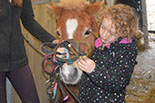 Badyhoeve is een terrein dat tot 3kinderen en hun pony's met de hond Djackson behoort.