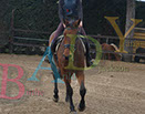 Badyhoeve is een terrein dat tot 3kinderen en hun pony's met de hond Djackson behoort.