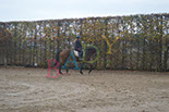 Badyhoeve is een terrein dat tot 3kinderen en hun pony's met de hond Djackson behoort.