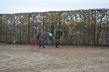 Badyhoeve is een terrein dat tot 3kinderen en hun pony's met de hond Djackson behoort.