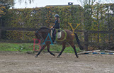 Badyhoeve is een terrein dat tot 3kinderen en hun pony's met de hond Djackson behoort.