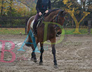 Badyhoeve is een terrein dat tot 3kinderen en hun pony's met de hond Djackson behoort.
