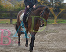 Badyhoeve is een terrein dat tot 3kinderen en hun pony's met de hond Djackson behoort.