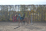Badyhoeve is een terrein dat tot 3kinderen en hun pony's met de hond Djackson behoort.