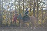 Badyhoeve is een terrein dat tot 3kinderen en hun pony's met de hond Djackson behoort.