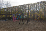 Badyhoeve is een terrein dat tot 3kinderen en hun pony's met de hond Djackson behoort.