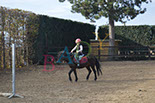 Badyhoeve is een terrein dat tot 3kinderen en hun pony's met de hond Djackson behoort.