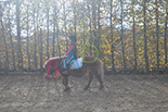 Badyhoeve is een terrein dat tot 3kinderen en hun pony's met de hond Djackson behoort.