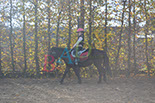 Badyhoeve is een terrein dat tot 3kinderen en hun pony's met de hond Djackson behoort.