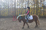 Badyhoeve is een terrein dat tot 3kinderen en hun pony's met de hond Djackson behoort.