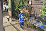 Badyhoeve is een terrein dat tot 3kinderen en hun pony's met de hond Djackson behoort.