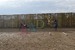 Badyhoeve is een terrein dat tot 3kinderen en hun pony's met de hond Djackson behoort.