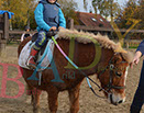 Badyhoeve is een terrein dat tot 3kinderen en hun pony's met de hond Djackson behoort.