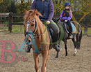 Badyhoeve is een terrein dat tot 3kinderen en hun pony's met de hond Djackson behoort.