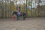 Badyhoeve is een terrein dat tot 3kinderen en hun pony's met de hond Djackson behoort.