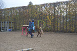 Badyhoeve is een terrein dat tot 3kinderen en hun pony's met de hond Djackson behoort.