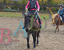 Badyhoeve is een terrein dat tot 3kinderen en hun pony's met de hond Djackson behoort.