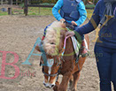 Badyhoeve is een terrein dat tot 3kinderen en hun pony's met de hond Djackson behoort.
