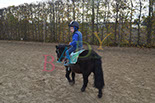 Badyhoeve is een terrein dat tot 3kinderen en hun pony's met de hond Djackson behoort.