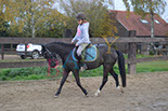 Badyhoeve is een terrein dat tot 3kinderen en hun pony's met de hond Djackson behoort.