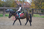 Badyhoeve is een terrein dat tot 3kinderen en hun pony's met de hond Djackson behoort.