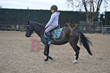 Badyhoeve is een terrein dat tot 3kinderen en hun pony's met de hond Djackson behoort.