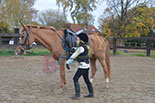 Badyhoeve is een terrein dat tot 3kinderen en hun pony's met de hond Djackson behoort.
