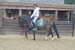 Badyhoeve is een terrein dat tot 3kinderen en hun pony's met de hond Djackson behoort.