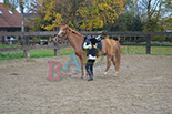 Badyhoeve is een terrein dat tot 3kinderen en hun pony's met de hond Djackson behoort.