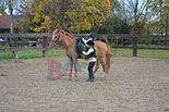 Badyhoeve is een terrein dat tot 3kinderen en hun pony's met de hond Djackson behoort.