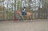 Badyhoeve is een terrein dat tot 3kinderen en hun pony's met de hond Djackson behoort.