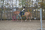 Badyhoeve is een terrein dat tot 3kinderen en hun pony's met de hond Djackson behoort.