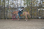Badyhoeve is een terrein dat tot 3kinderen en hun pony's met de hond Djackson behoort.