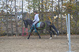 Badyhoeve is een terrein dat tot 3kinderen en hun pony's met de hond Djackson behoort.