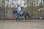 Badyhoeve is een terrein dat tot 3kinderen en hun pony's met de hond Djackson behoort.
