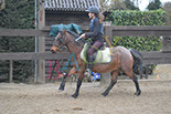 Badyhoeve is een terrein dat tot 3kinderen en hun pony's met de hond Djackson behoort.