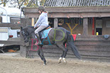 Badyhoeve is een terrein dat tot 3kinderen en hun pony's met de hond Djackson behoort.