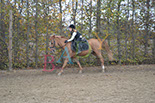 Badyhoeve is een terrein dat tot 3kinderen en hun pony's met de hond Djackson behoort.