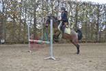 Badyhoeve is een terrein dat tot 3kinderen en hun pony's met de hond Djackson behoort.