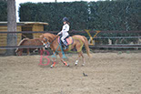 Badyhoeve is een terrein dat tot 3kinderen en hun pony's met de hond Djackson behoort.