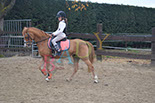 Badyhoeve is een terrein dat tot 3kinderen en hun pony's met de hond Djackson behoort.