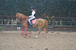 Badyhoeve is een terrein dat tot 3kinderen en hun pony's met de hond Djackson behoort.
