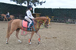Badyhoeve is een terrein dat tot 3kinderen en hun pony's met de hond Djackson behoort.