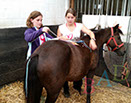 Badyhoeve van 3kinderen en de hond Djackson