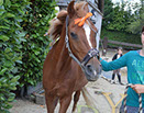 Badyhoeve van 3kinderen en de hond Djackson