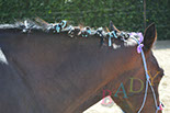 Badyhoeve van 3kinderen en de hond Djackson